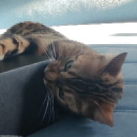 bunny_killah_xfen's Avatar