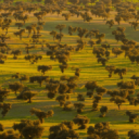 remus#3903_SrkM's Avatar