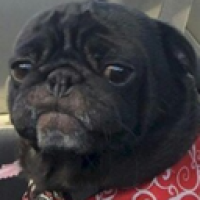 Pana#7972_WUkJ's Avatar