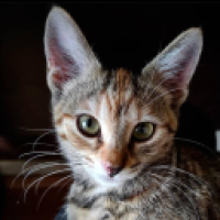 taraxias__G0Sj's Avatar