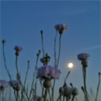 agurkielis_Toz6's Avatar