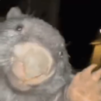 santutux_dl3i's Avatar