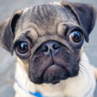 makrotrelas_G6jJ's Avatar