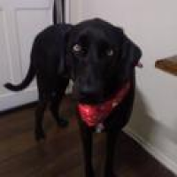 shunegs_afy4's Avatar