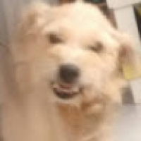 Guido_Gabriel's Avatar