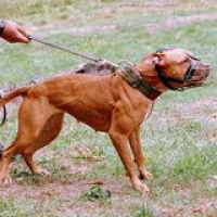 Packard_Bell's Avatar