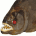 piranhas's Avatar